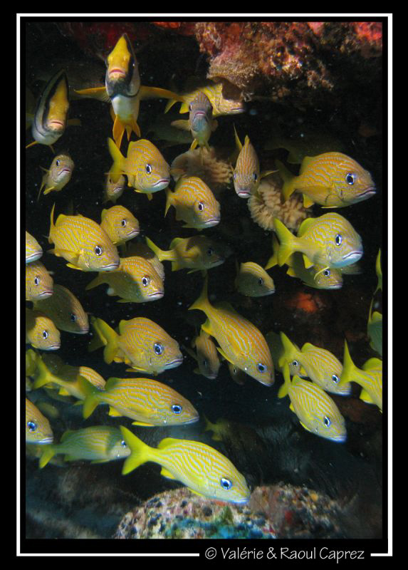 Picture taken with a Canon G9 in Cozumel. by Raoul Caprez 