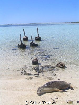 Another day in paradise, Abrolhos Islands ;) by Chloe Taylor 