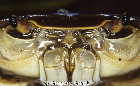 close up of freshwater crab at 10 metres , d2 x in subal ... by Gregory Grant 