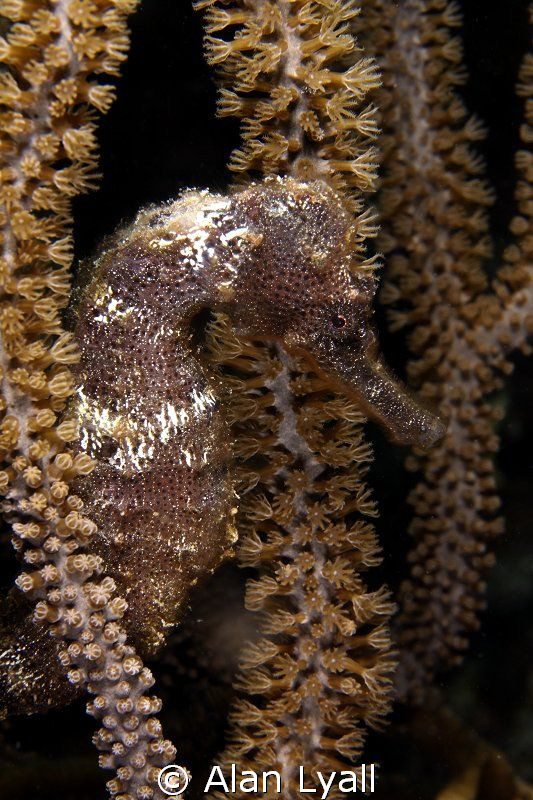 Seahorse by Alan Lyall 