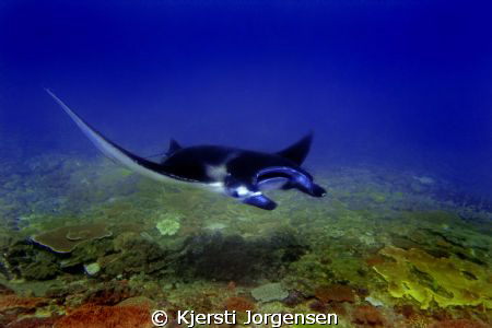 Manta ray at Manta Point, Bali by Kjersti Jorgensen 