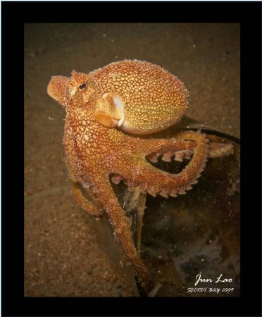 The Philippine Vein/Margin Octopus by Jun Lao 