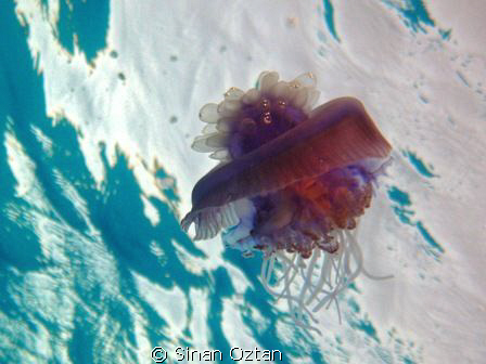 Jellyfish by Sinan Oztan 
