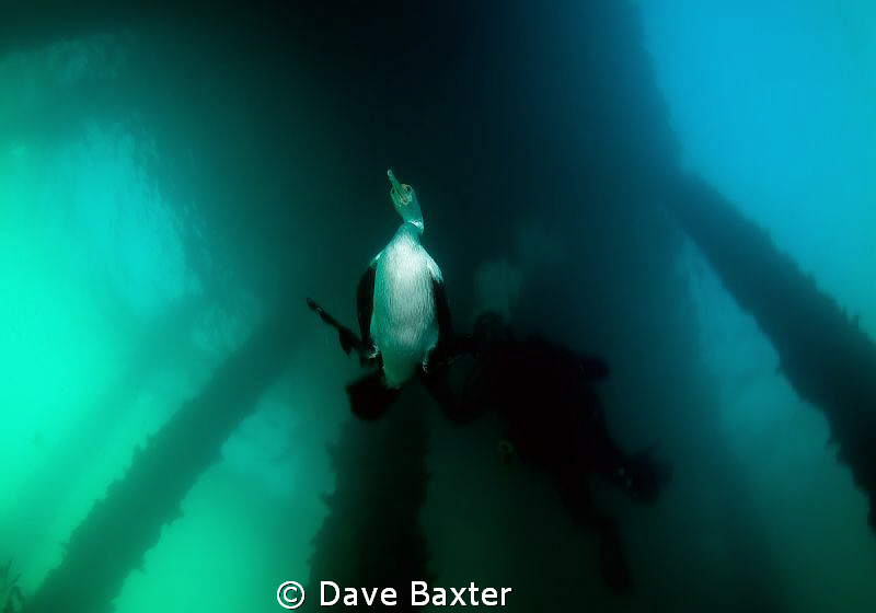 a shag doing what he does best by Dave Baxter 