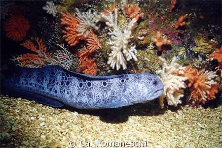 Juvenile Wolf Eel with soft coral in background. Photo ta... by Cal Romaneschi 