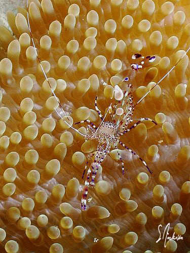 Time for cleaning ..... This image of a Pederson Shrimp w... by Steven Anderson 