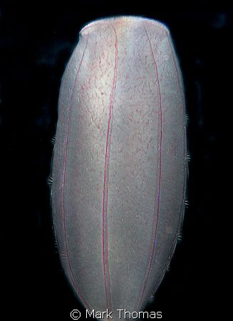Comb jelly - an old scanned slide from c. 2006.
F90X 60mm. by Mark Thomas 