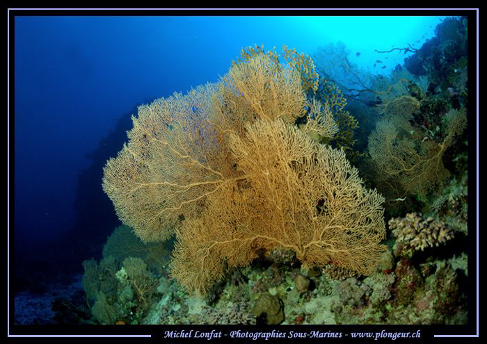 Beautiful Gorgonia Sea Fan in the Red Sea - que du bonheu... by Michel Lonfat 