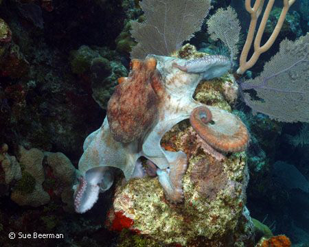 Octopus at Black Coral Wall, Utila by Susan Beerman 