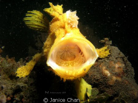 This shot was taken during a muck diving at Bunaken. It w... by Janice Chan 