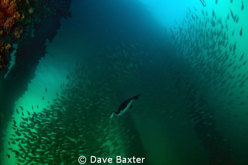 shag and bait ball by Dave Baxter 