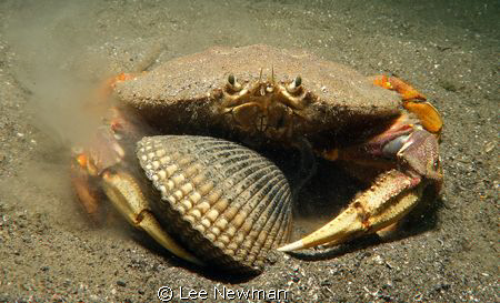 "I found it, it's mine!" Crab and cockle, shot with a Can... by Lee Newman 
