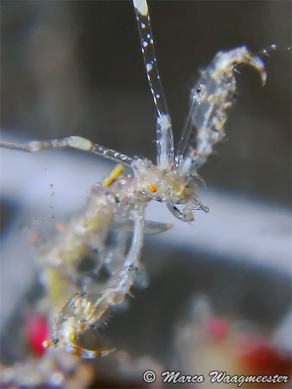 Skeleton Shrimp (Caprella sp.) - Tulamben, Bali (Canon G9... by Marco Waagmeester 