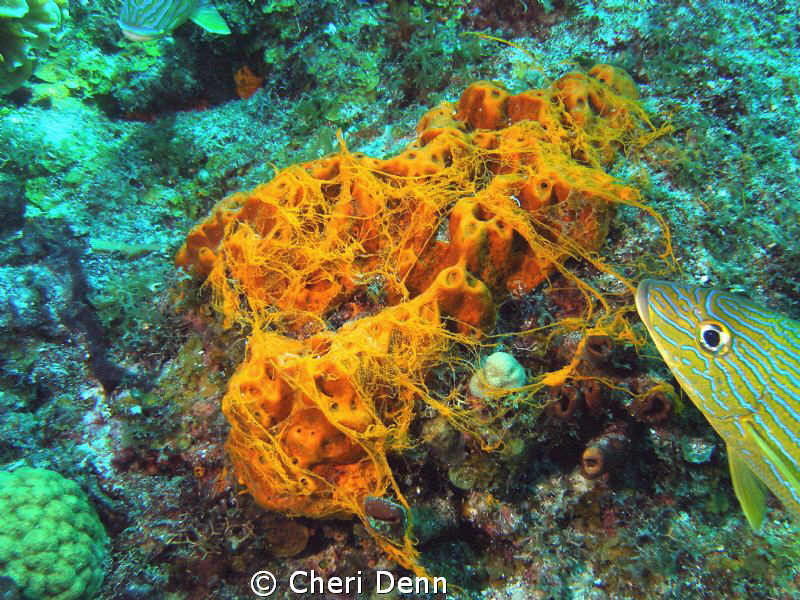 Sponges spawning by Cheri Denn 