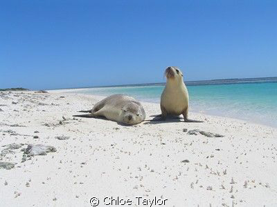 This pup loved posing for the camera ;) Abrolhos Islands by Chloe Taylor 
