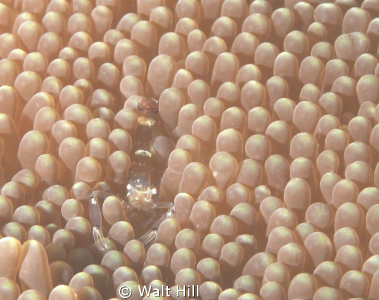 Carpet Anemone Shrimp - SE Sulawesi by Walt Hill 