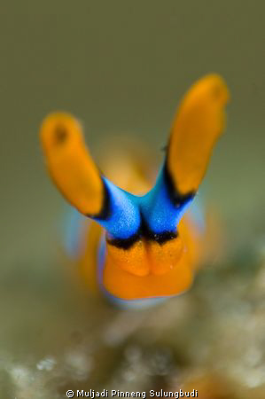 "HEAD ON". Narrow DOF only on the head. by Muljadi Pinneng Sulungbudi 