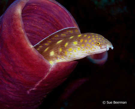 Sharptail Eel peering out from a tube sponge in Bonaire by Susan Beerman 