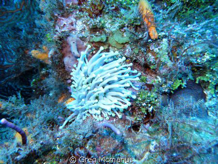 when the current in cozumel washed over this anenome it r... by Greg Mcmanus 