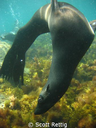 California Sea Lion, Isla Guadalupe, Mexico
Not cropped by Scott Rettig 
