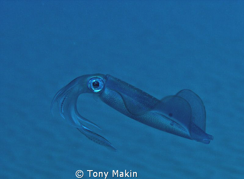 Squid by Tony Makin 