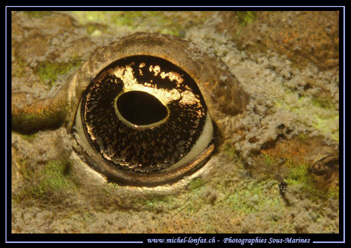 The Eye of a Frog - yesterday's dive... Que du bonheur...... by Michel Lonfat 