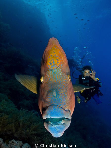 The big male Napoleon fish is a favourite of ours. This f... by Christian Nielsen 