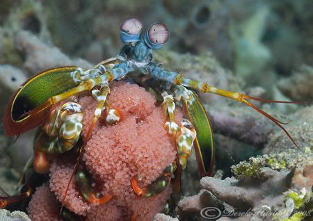 Peacock Mantis shrimp with eggs. Lembeh straits. D200, 60mm. by Derek Haslam 