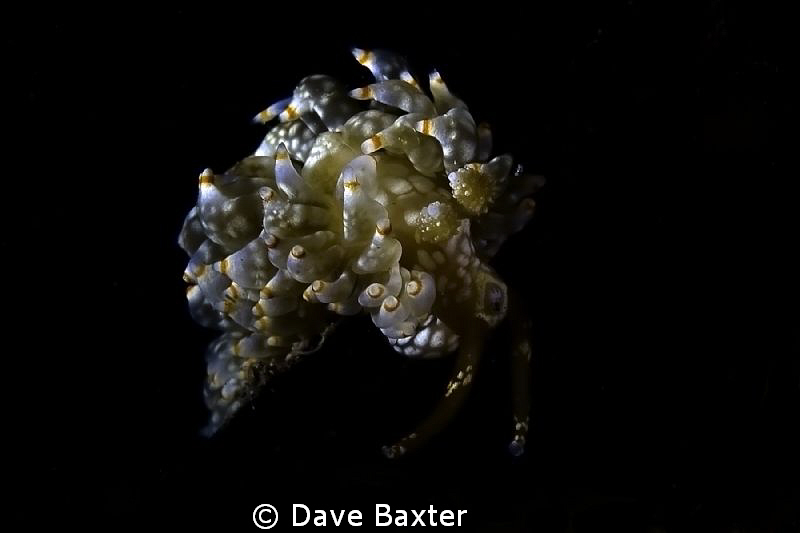 a nudi from the depths of the ammo jetty (well 8mts) take... by Dave Baxter 