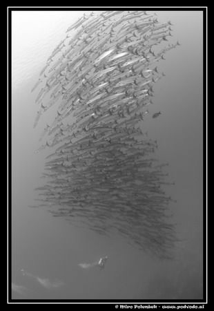 Barracudas and diver on Bunaken by Miro Polensek 