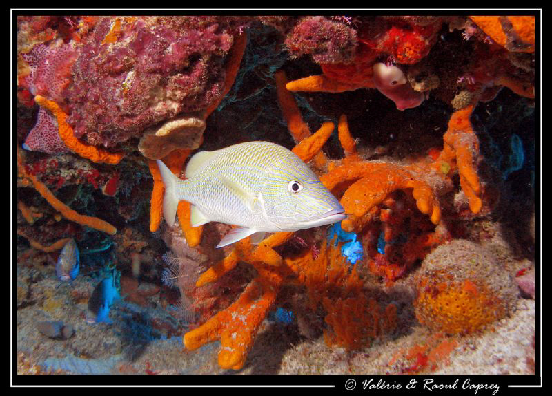 Picture taken with a Canon G9 in Cozumel. by Raoul Caprez 