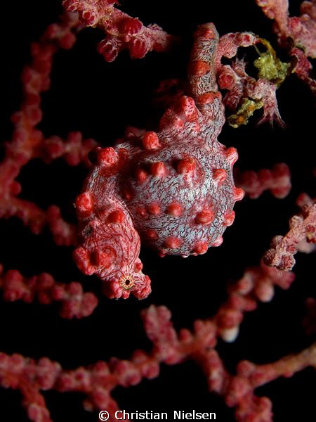 Very pregnant (male) Pigmy Seahorse. Found on Cannibal Ro... by Christian Nielsen 