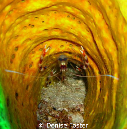 Shrimp in tube taken with no external strobe or special l... by Denise Foster 