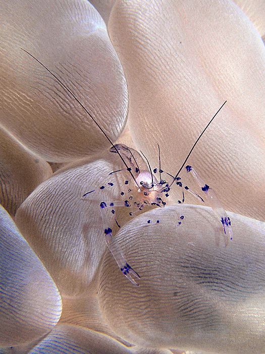 Bubble Coral Shrimp. East of Dili, East Timor by Doug Anderson 