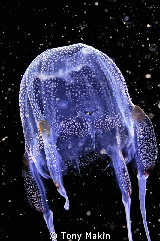 Flyng through space 
Box Jellyfish by Tony Makin 