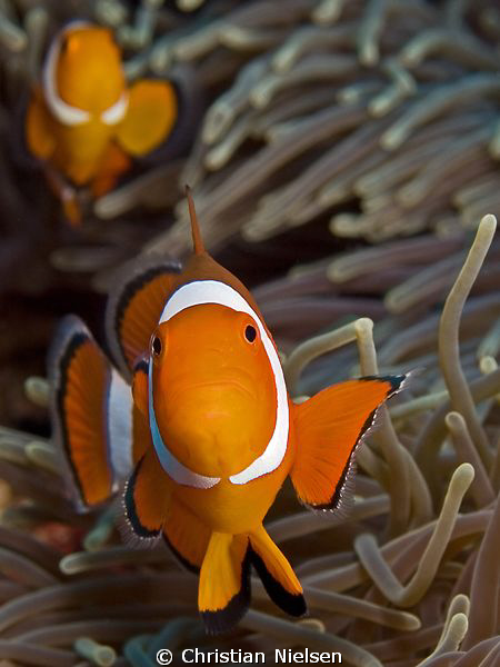 Got one shot at these Anemone fish in Gamat Bay, Nusa Pen... by Christian Nielsen 