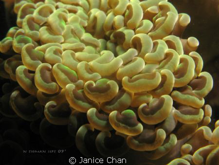 coral texture close up shot by Janice Chan 