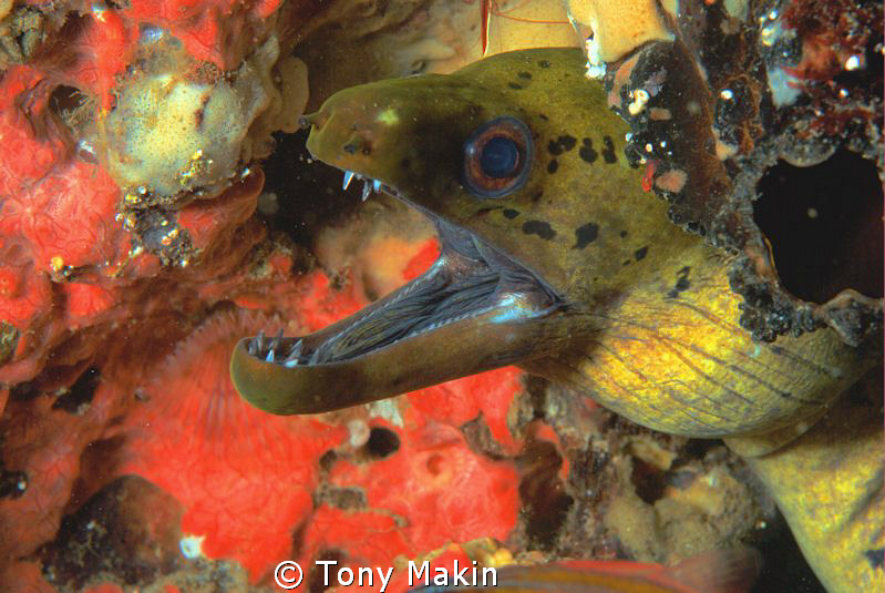 Moray eel by Tony Makin 