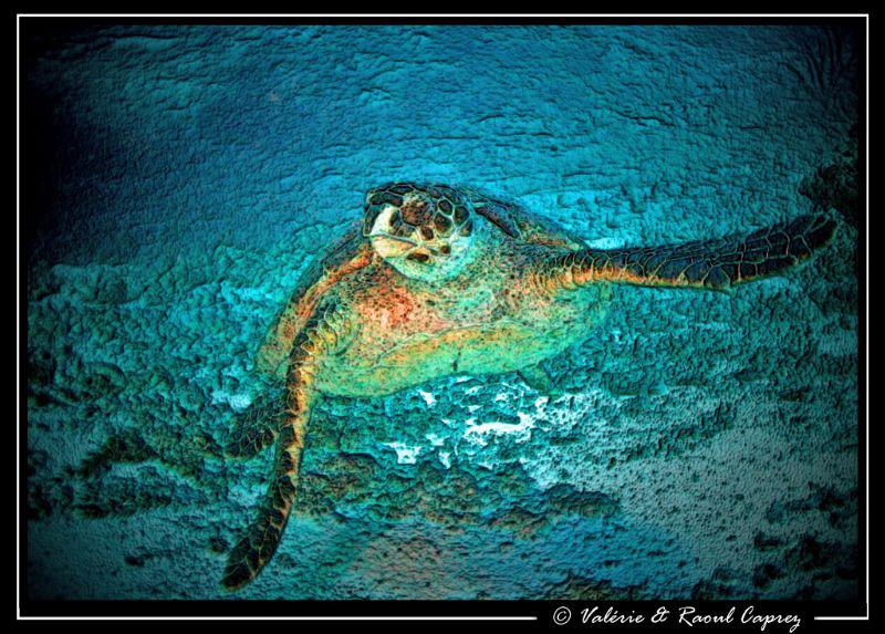Painted turtle. 
Picture taken with a Canon G9. by Raoul Caprez 