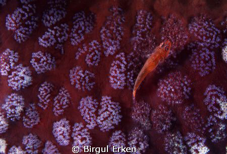 A goby fish on the sea stars by Birgul Erken 