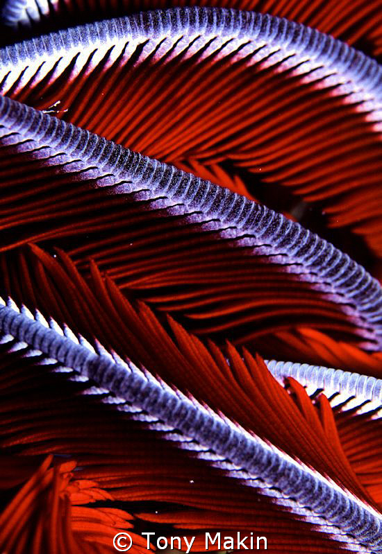 Feather star abstract by Tony Makin 