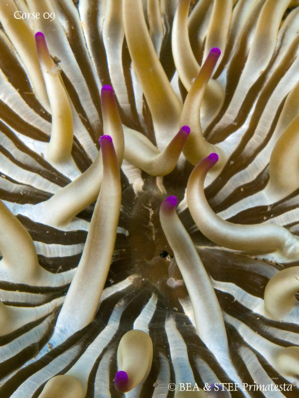 Anemone (Condylactis aurantiaca). Saint-Florent bay, Cors... by Bea & Stef Primatesta 