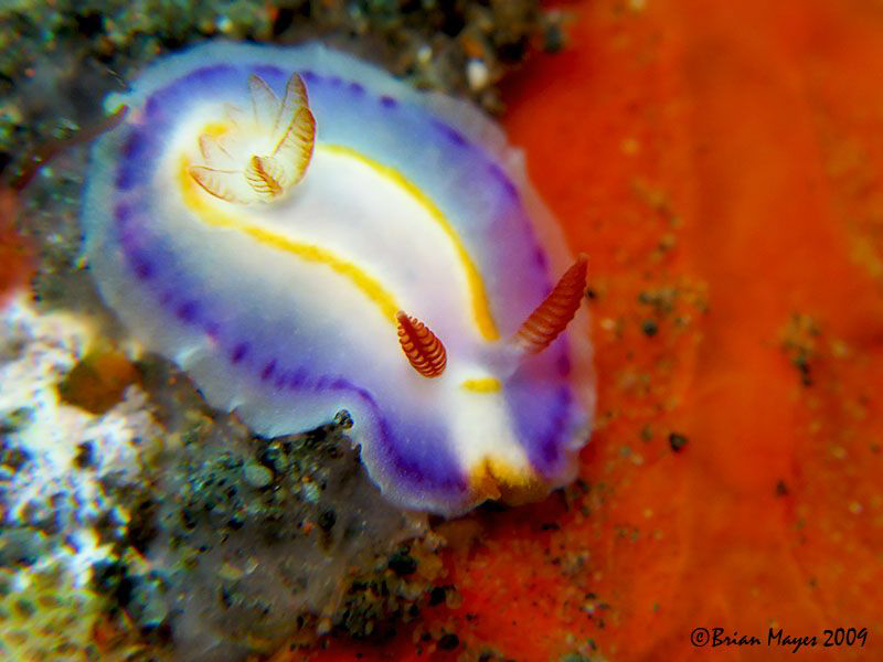 Tiny 10mm nudibranch (Thorunna florens) by Brian Mayes 