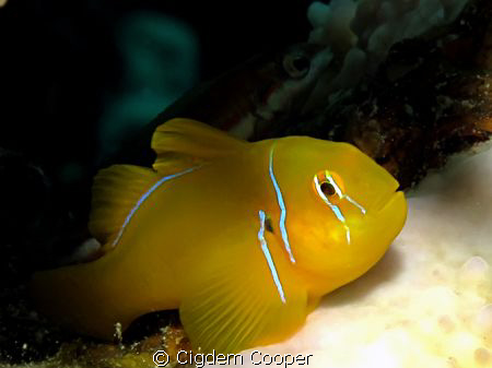 Citron goby by Cigdem Cooper 