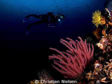 Photo taken late afternoon with a low sun. The diver is m... by Christian Nielsen 