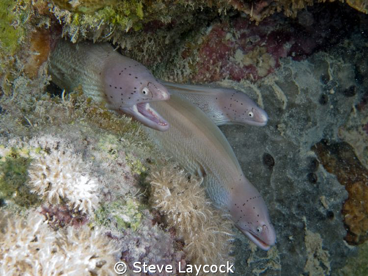 Peppered morays by Steve Laycock 