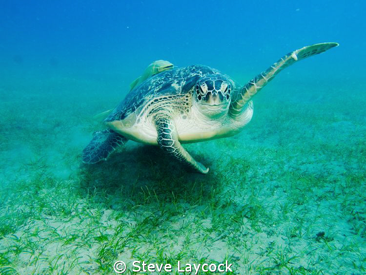 green turtle waves to me by Steve Laycock 