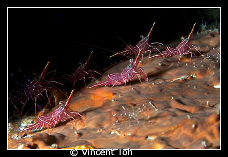 Dancing shrimp............ by Vincent Toh 