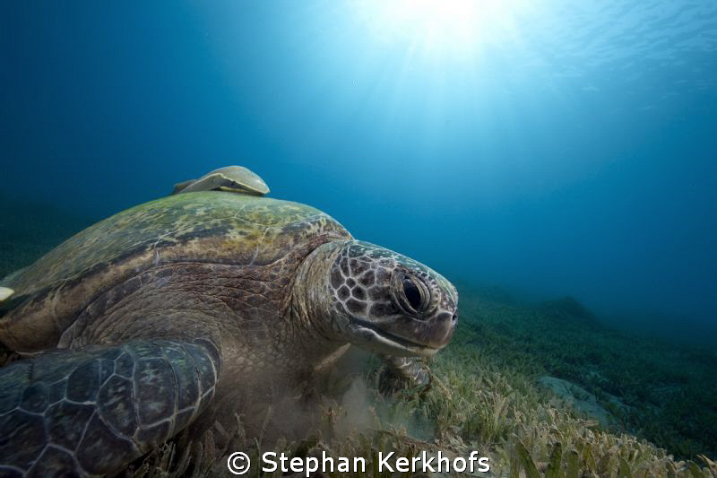 Green female turtle taken in Na'ama Bay. by Stephan Kerkhofs 