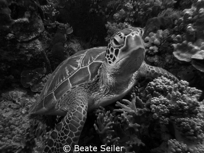 Turtle in black and white , taken at Wakatobi with Canon S70 by Beate Seiler 
